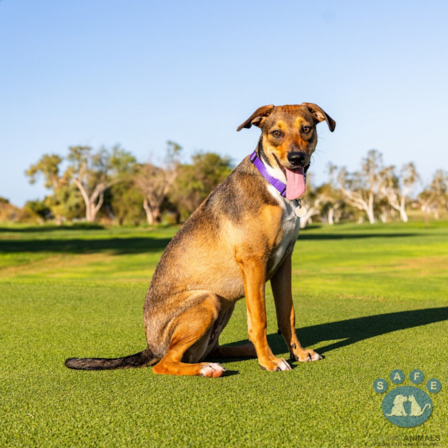 Photo of Willow
