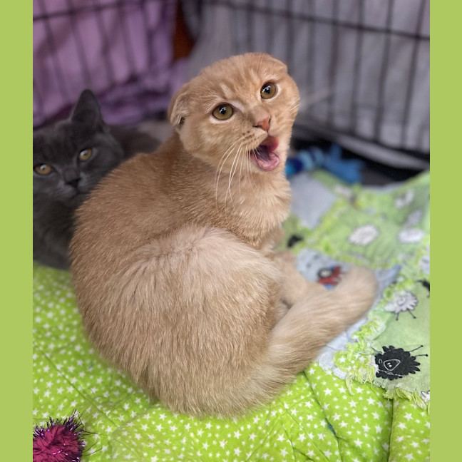 Photo of Fergus