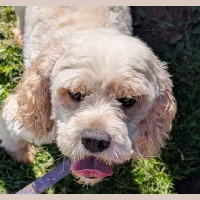 Photo of Odie