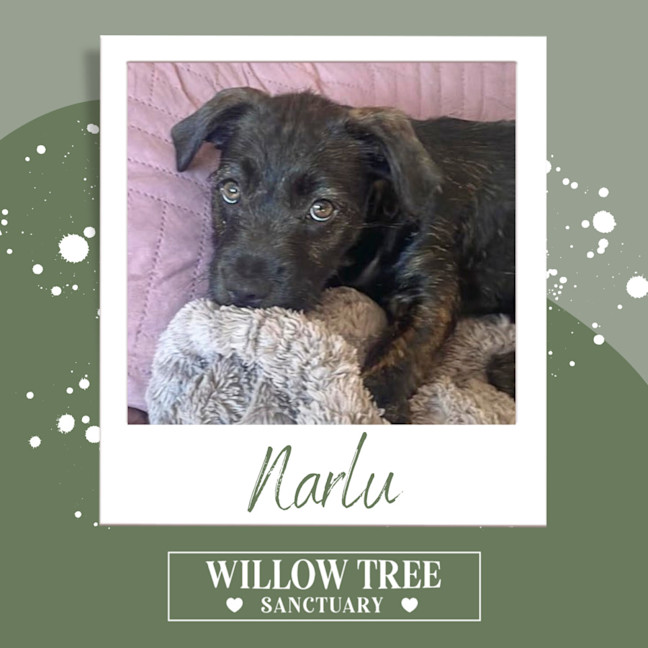 Photo of Narlu 