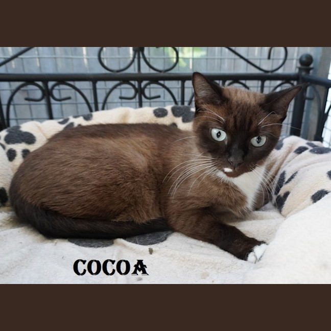 Photo of Cocoa