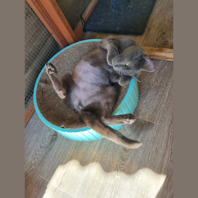 Photo of Flick