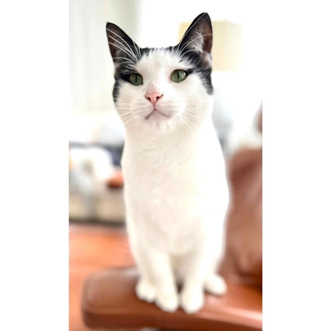 Photo of 7822   Peri Peri