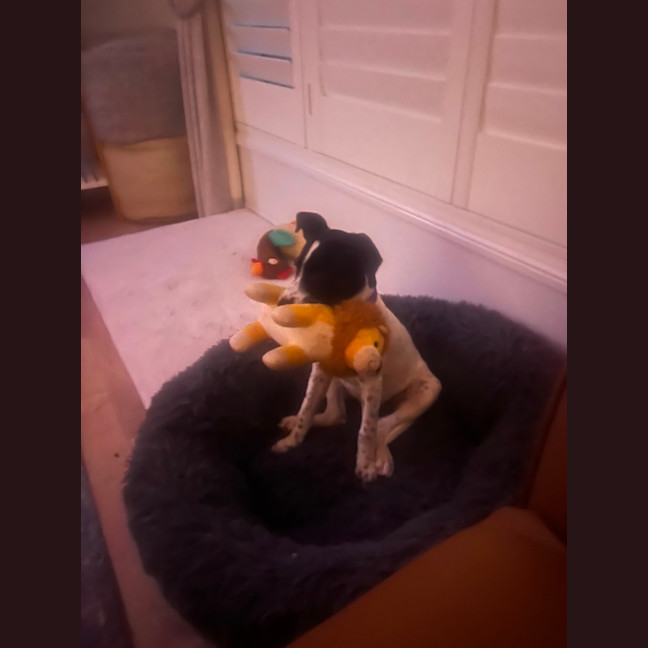 Photo of Stella