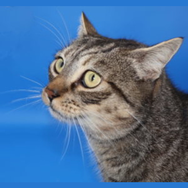 Photo of Zorro   Available At Pet Quarters Tuggerah