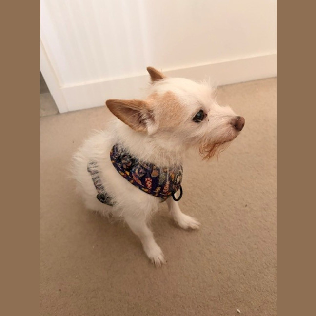 Photo of Buddy