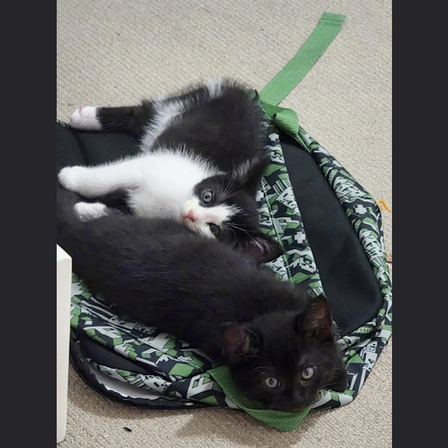 Photo of Meatball, Ziggy, Oreo & Chip