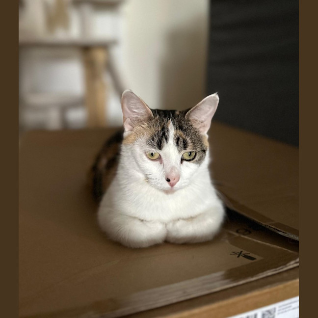 Photo of Daisy