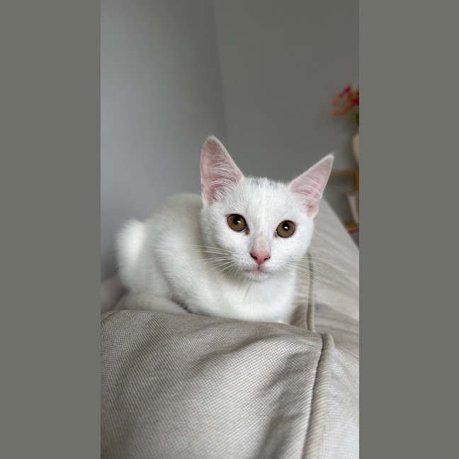 Photo of Soleil