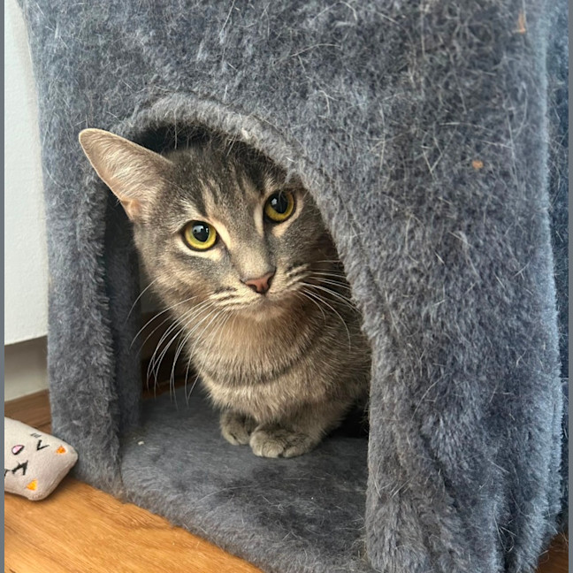 Photo of Cherry Plum 