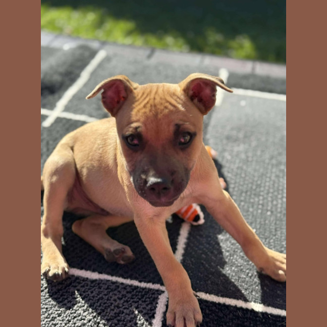 Photo of Rocco