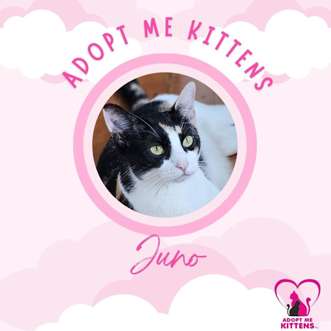 Photo of Juno