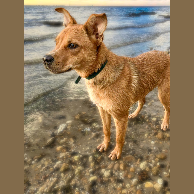 Photo of Bandit 