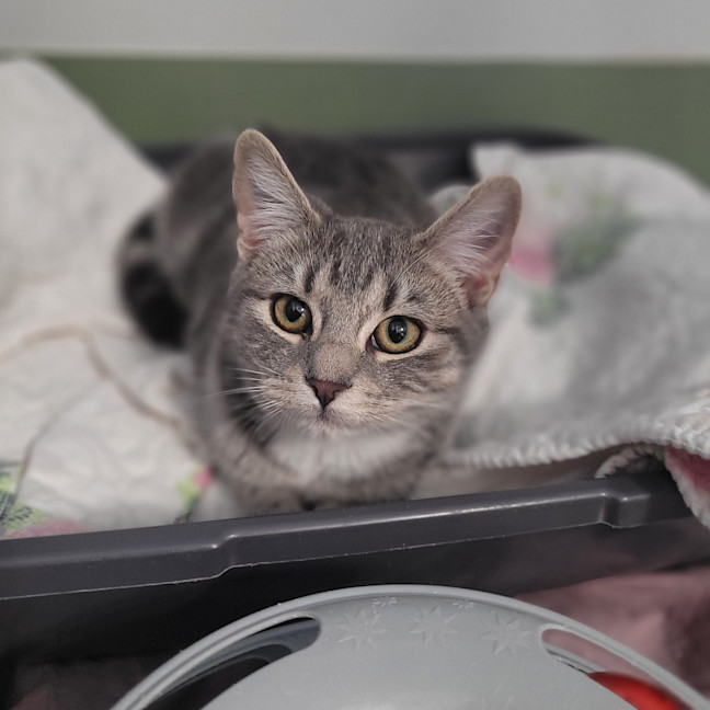 Photo of Kiki