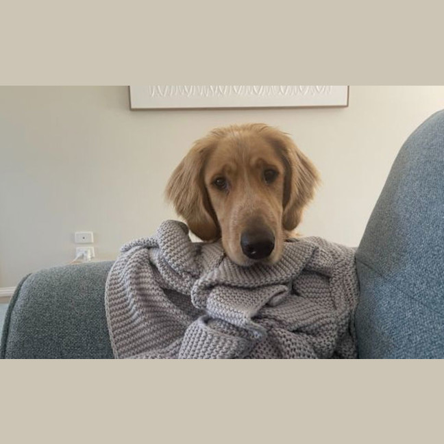 Photo of Basil