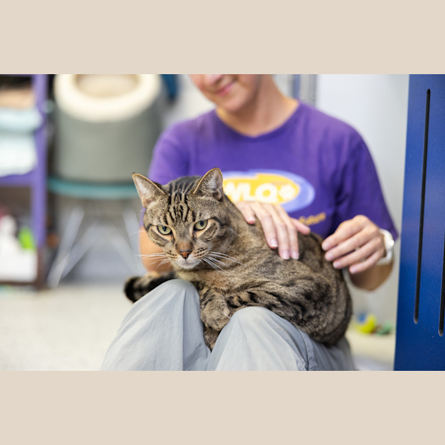 Photo of Kitty Koo