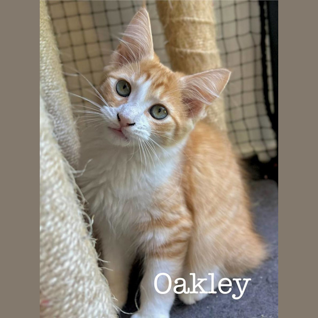 Photo of Oakley