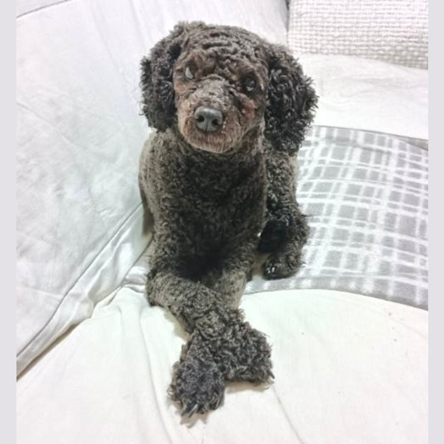 Photo of Belle