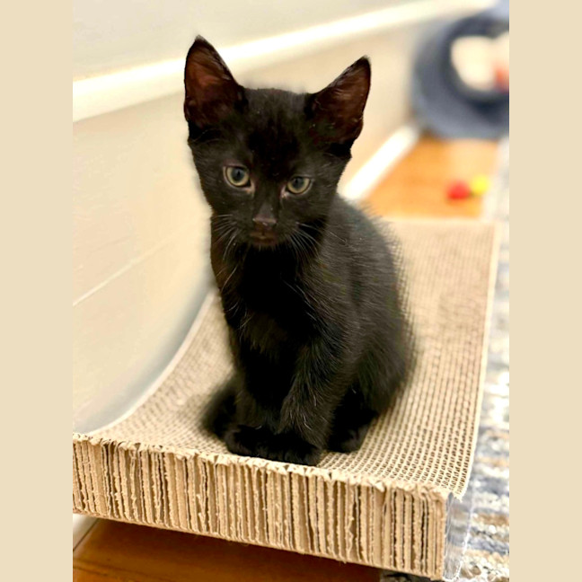 Photo of Ziggy And Mars