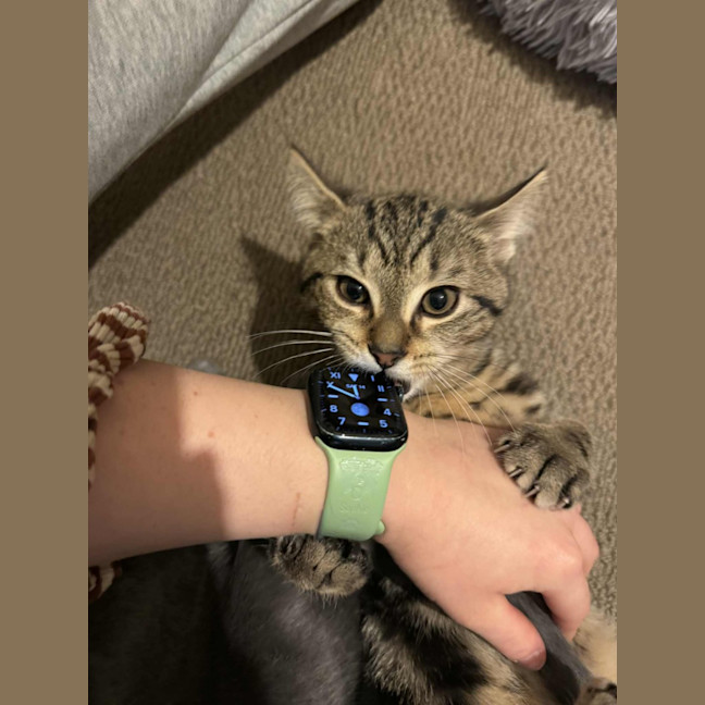 Photo of Mac   Located In Preston