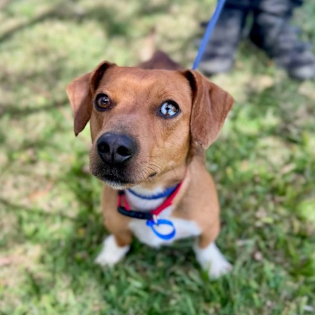 Photo of Archie