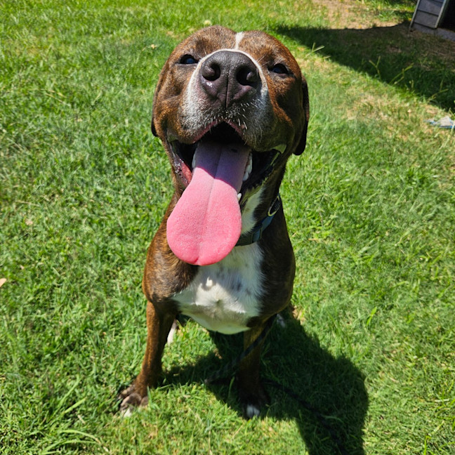 Photo of Moose