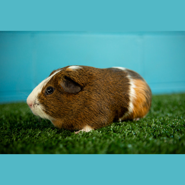 Photo of Bubbles
