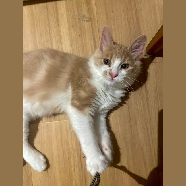 Photo of Momo