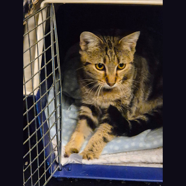 Photo of Autumn   Located In Templestowe