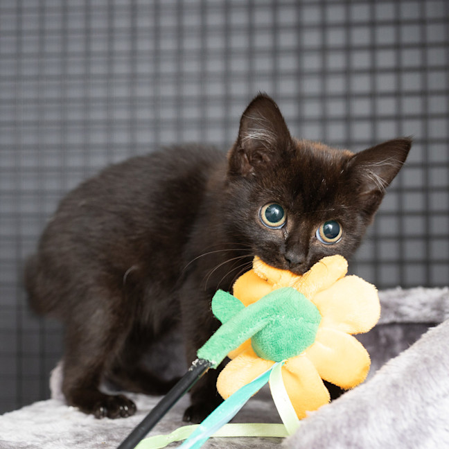 Photo of Wednesday