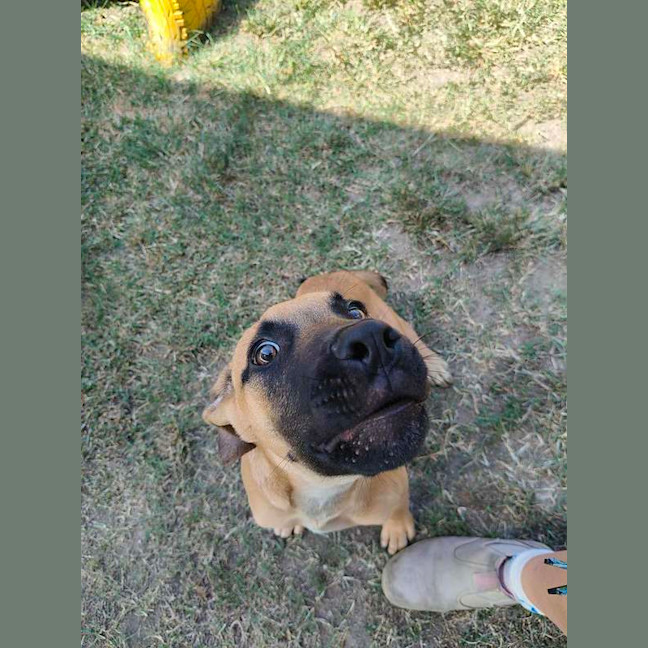 Photo of Scooby