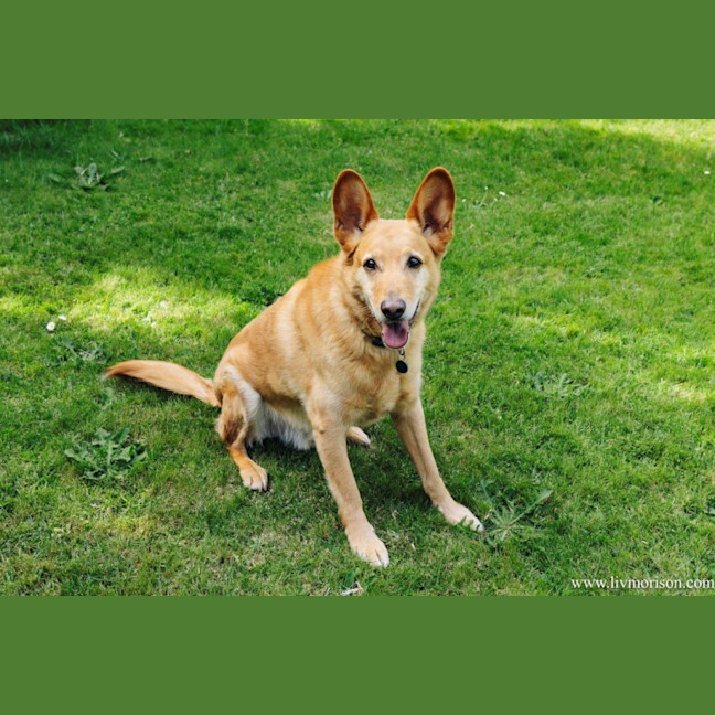 Photo of Teddy Belvedere