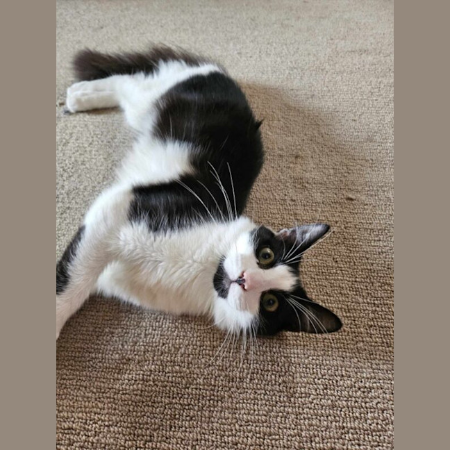 Photo of Sesame