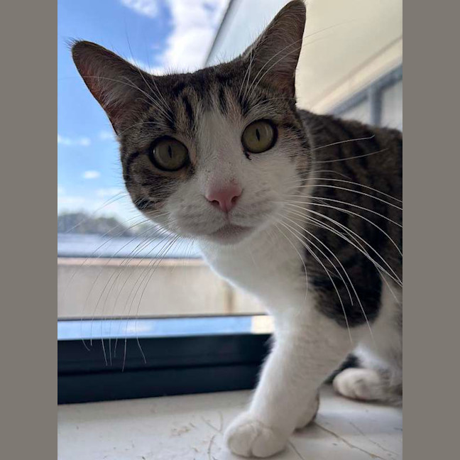 Photo of Sweetpea