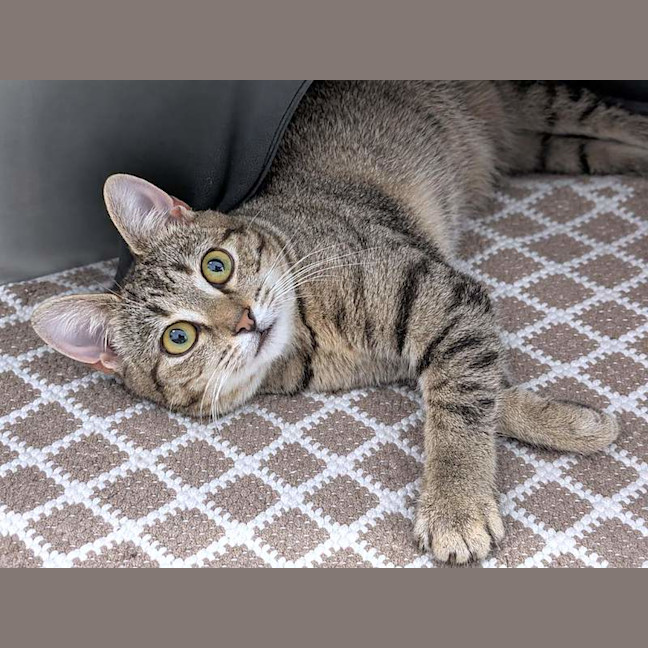 Photo of Dolly Purrton