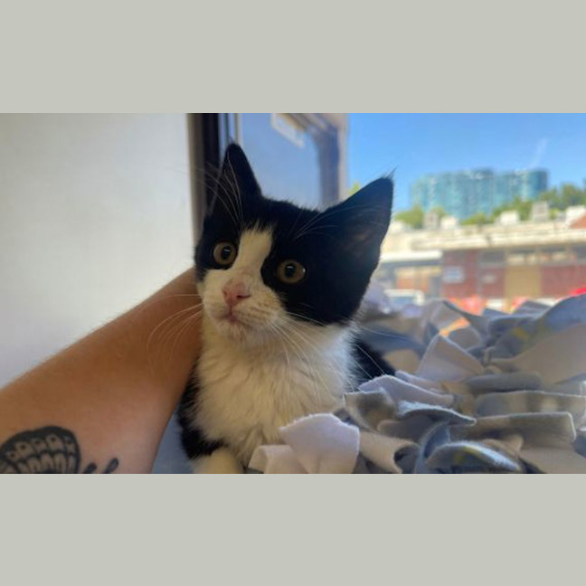 Photo of Mocha