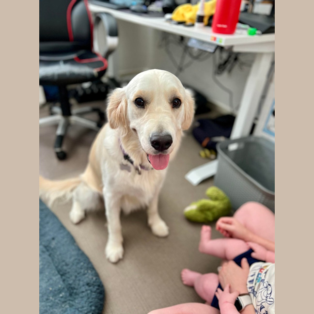Photo of Luna   2 Year Old Golden Retriever