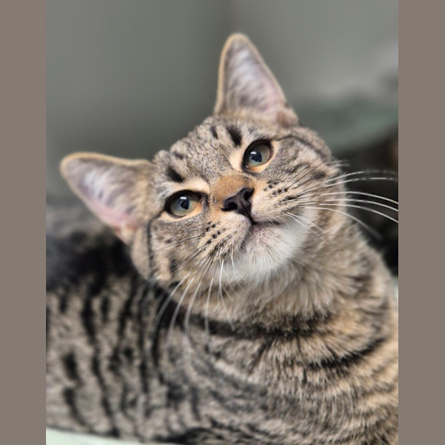 Photo of Astor
