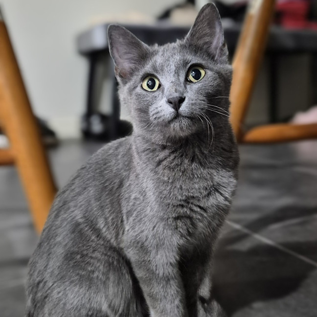 Photo of Sapphire