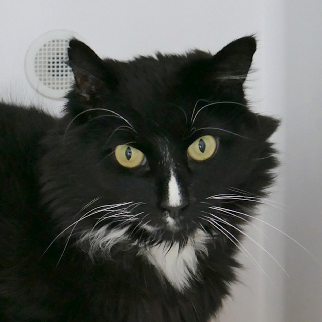 Photo of Comet Sta012518