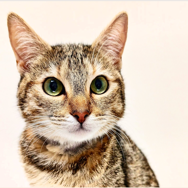 Photo of Jellycat