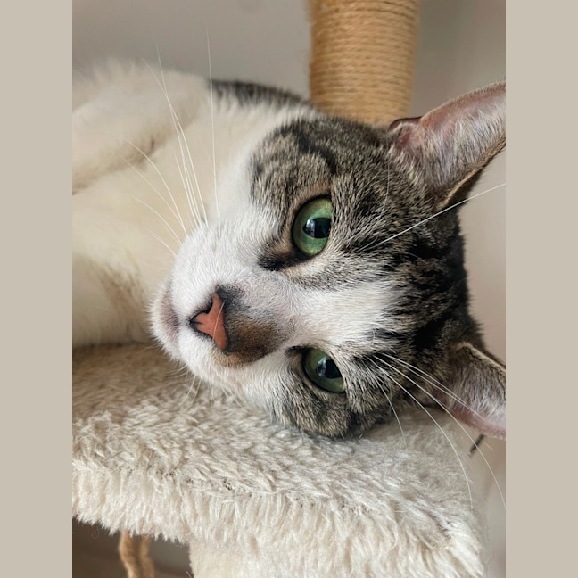 Photo of Shooshko (Shi Shi)