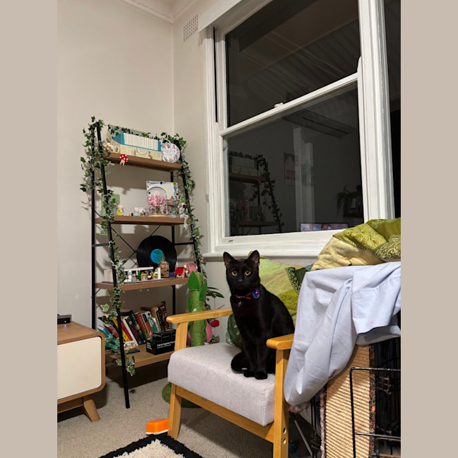 Photo of Smyth & Simmo   2 Year Old Domestic Shorthair