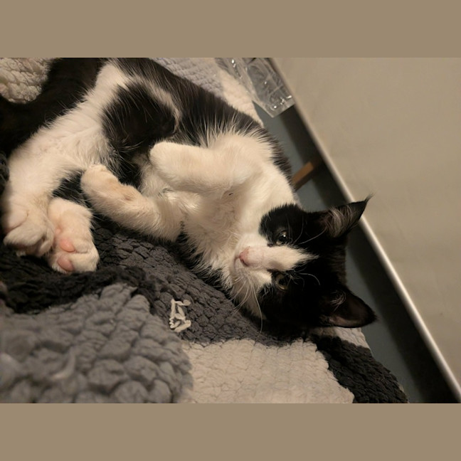 Photo of Stumpy