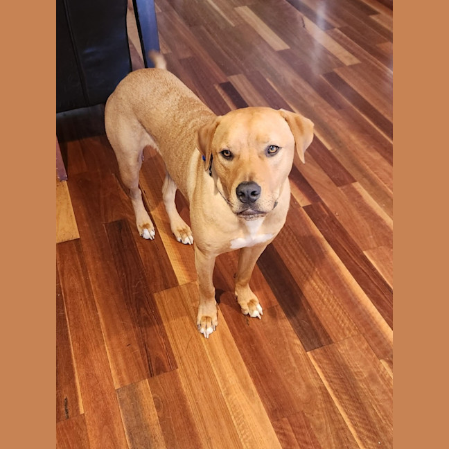 Photo of Boof   1 Year Old Mastiff X Labrador