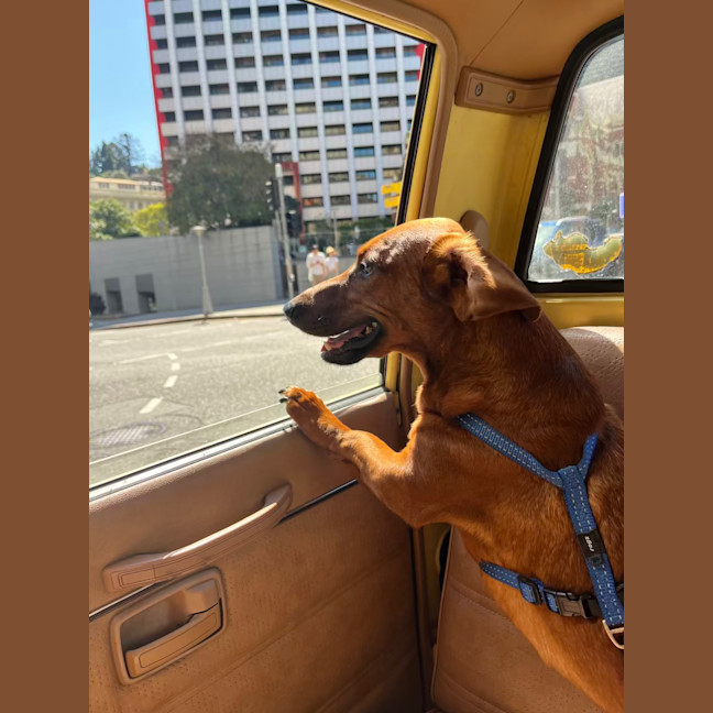 Photo of Rocco