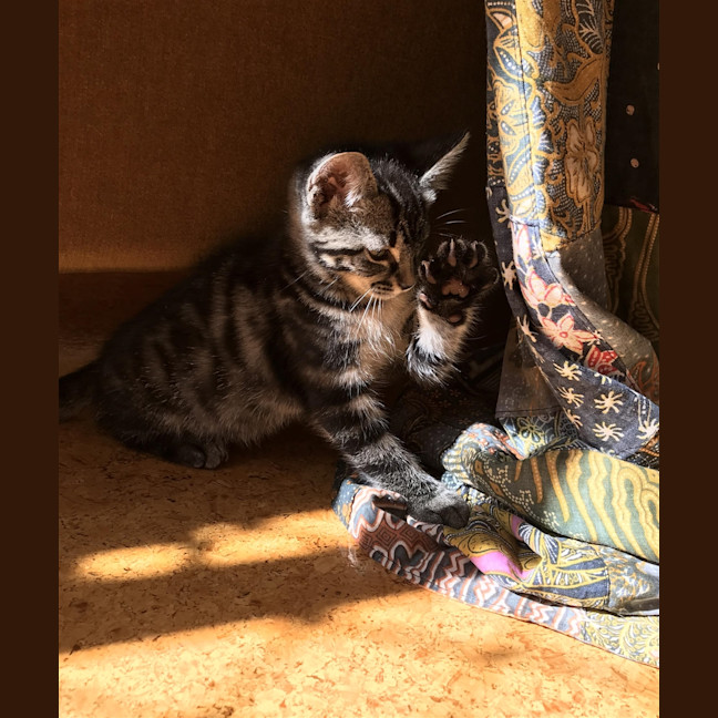 Photo of Piper