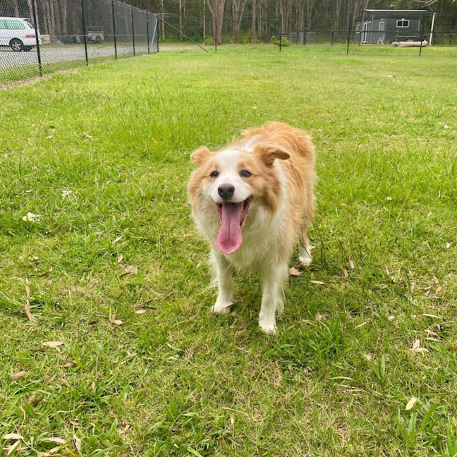 Photo of Ollie The Collie