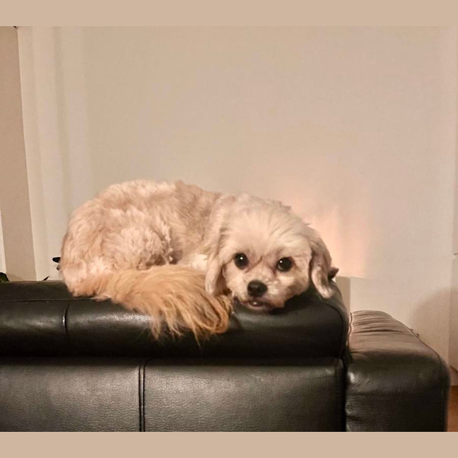 Photo of Annie
