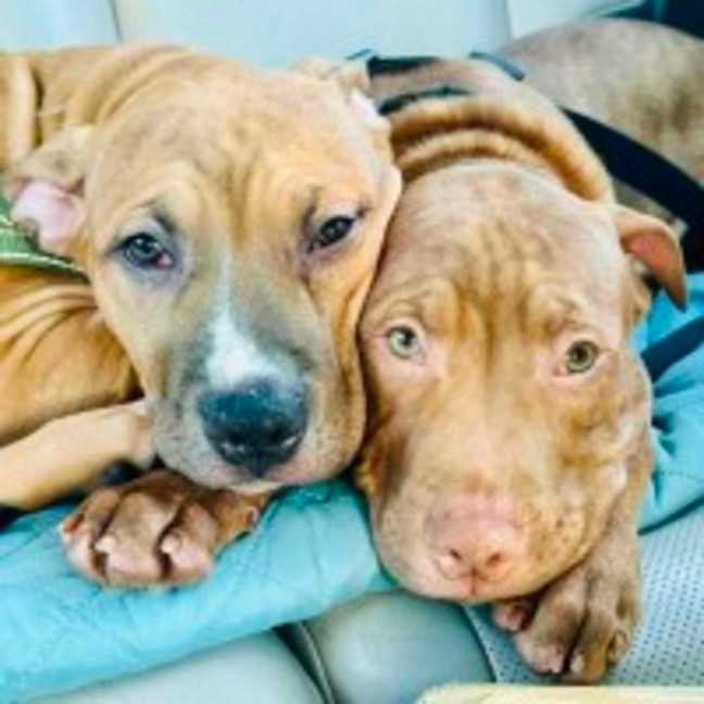 Photo of Staffy Puppies